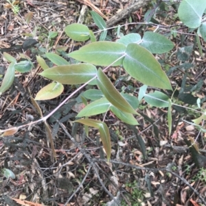 Eucalyptus dives at Rossi, NSW - 5 Dec 2021 12:23 PM