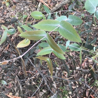 Eucalyptus dives (Broad-leaved Peppermint) at Rossi, NSW - 5 Dec 2021 by Tapirlord
