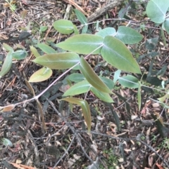 Eucalyptus dives (Broad-leaved Peppermint) at Tallaganda State Forest - 5 Dec 2021 by Tapirlord