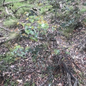 Eucalyptus dives at Rossi, NSW - 5 Dec 2021 12:23 PM