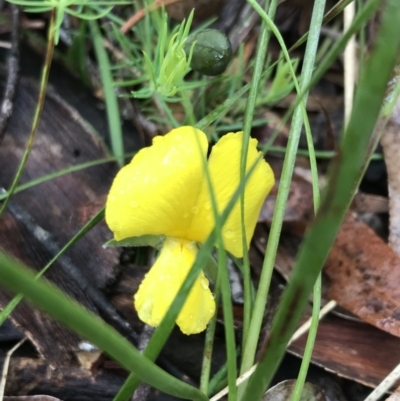 Gompholobium huegelii (pale wedge–pea) at Tallaganda State Forest - 5 Dec 2021 by Tapirlord