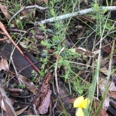 Gompholobium huegelii at Rossi, NSW - 5 Dec 2021