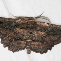 Pholodes sinistraria (Sinister or Frilled Bark Moth) at Melba, ACT - 13 Oct 2021 by kasiaaus