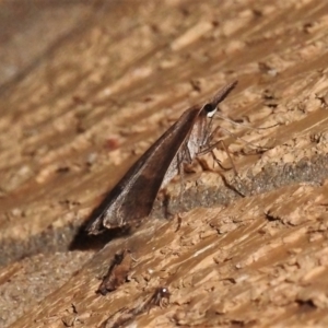 Epidesmia hypenaria at Wanniassa, ACT - 13 Dec 2021