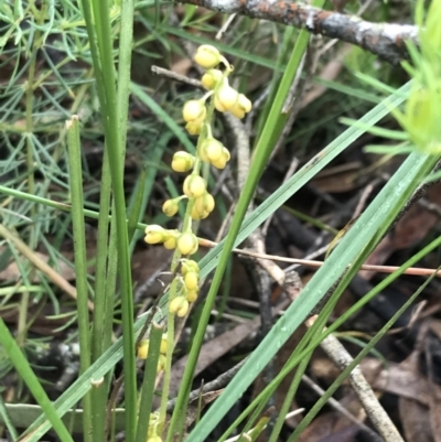 Lomandra filiformis subsp. filiformis (Wattle Matrush) at Tallaganda State Forest - 5 Dec 2021 by Tapirlord