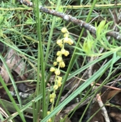 Lomandra filiformis subsp. filiformis at Rossi, NSW - 5 Dec 2021