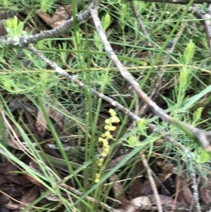 Lomandra filiformis subsp. filiformis at Rossi, NSW - 5 Dec 2021