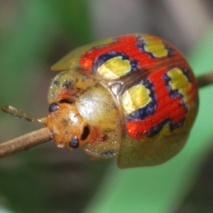 Paropsisterna gloriosa at Uriarra, NSW - 13 Dec 2021