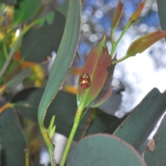 Paropsisterna gloriosa at Uriarra, NSW - 13 Dec 2021