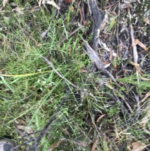 Choretrum pauciflorum at Rossi, NSW - 5 Dec 2021