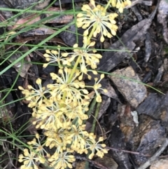 Lomandra multiflora (Many-flowered Matrush) at Rossi, NSW - 5 Dec 2021 by Tapirlord
