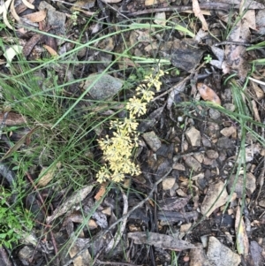 Lomandra multiflora at Rossi, NSW - 5 Dec 2021 12:30 PM