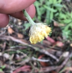 Coronidium scorpioides at Rossi, NSW - 5 Dec 2021