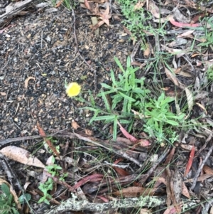 Coronidium scorpioides at Rossi, NSW - 5 Dec 2021