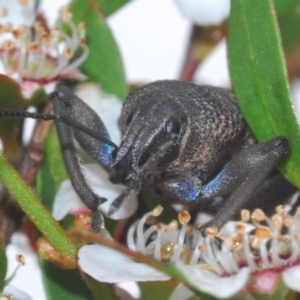 Psapharus mistothes at Cotter River, ACT - 13 Dec 2021