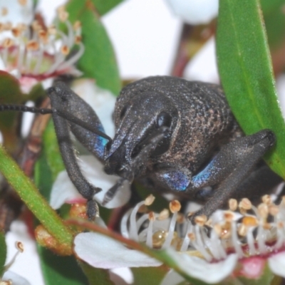 Psapharus mistothes (Weevil) at Lower Cotter Catchment - 12 Dec 2021 by Harrisi