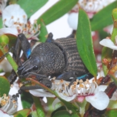 Psapharus mistothes at Cotter River, ACT - 13 Dec 2021 10:34 AM