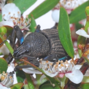 Psapharus mistothes at Cotter River, ACT - 13 Dec 2021