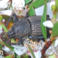 Psapharus mistothes at Cotter River, ACT - 13 Dec 2021 10:34 AM