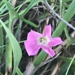 Convolvulus angustissimus subsp. angustissimus (Australian Bindweed) at Garran, ACT - 6 Dec 2021 by Tapirlord