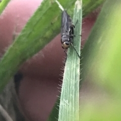 Unidentified True fly (Diptera) at O'Malley, ACT - 6 Dec 2021 by Tapirlord