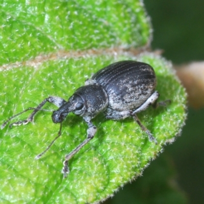 Perperus sp. (Unidentified Perperus weevil) at Lower Cotter Catchment - 12 Dec 2021 by Harrisi