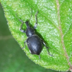 Perperus sp. at Cotter River, ACT - 13 Dec 2021 10:42 AM