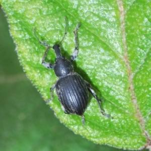 Perperus sp. at Cotter River, ACT - 13 Dec 2021 10:42 AM