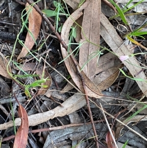 Convolvulus angustissimus subsp. angustissimus at Deakin, ACT - 13 Dec 2021