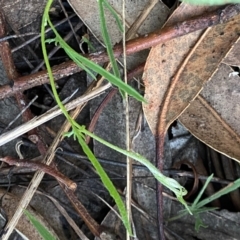 Convolvulus angustissimus subsp. angustissimus at Deakin, ACT - 13 Dec 2021