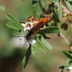 Stenoderus suturalis (Stinking Longhorn) at WREN Reserves - 12 Dec 2021 by KylieWaldon