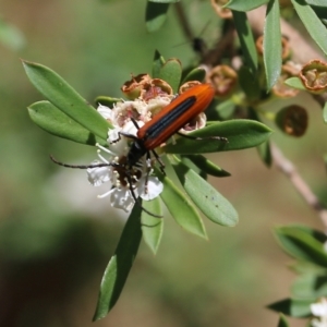 Stenoderus suturalis at Wodonga, VIC - 12 Dec 2021