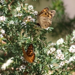 Heteronympha merope (Common Brown Butterfly) at Wodonga - 12 Dec 2021 by KylieWaldon