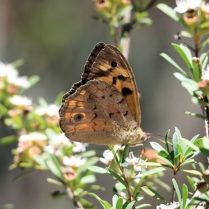 Heteronympha merope at Wodonga, VIC - 12 Dec 2021