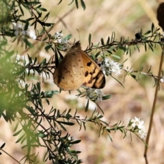 Heteronympha merope at Wodonga, VIC - 12 Dec 2021 12:49 PM