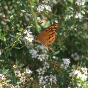 Heteronympha merope at Wodonga, VIC - 12 Dec 2021