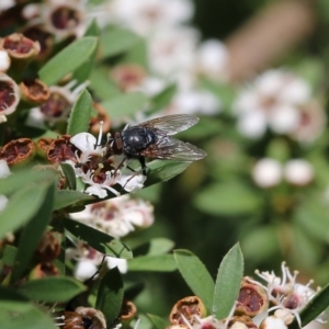 Calliphora sp. (genus) at Wodonga, VIC - 12 Dec 2021