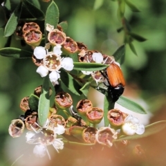 Phyllotocus rufipennis (Nectar scarab) at Wodonga, VIC - 12 Dec 2021 by KylieWaldon