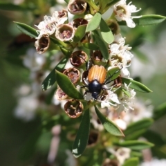 Phyllotocus rufipennis at Wodonga, VIC - 12 Dec 2021