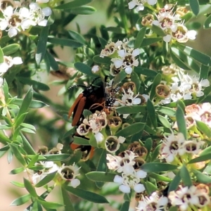 Ichneumonidae (family) at Wodonga, VIC - 12 Dec 2021