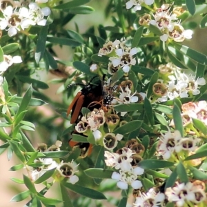 Ichneumonidae (family) at Wodonga, VIC - 12 Dec 2021 12:48 PM