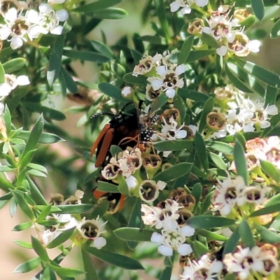 Ichneumonidae (family) (Unidentified ichneumon wasp) at WREN Reserves - 12 Dec 2021 by KylieWaldon