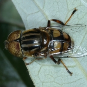 Eristalinus punctulatus at Ainslie, ACT - 8 Dec 2021