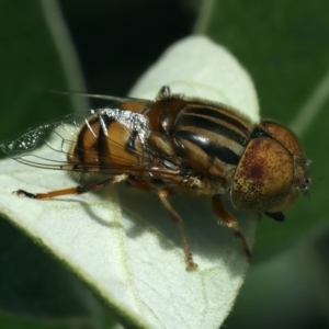 Eristalinus punctulatus at Ainslie, ACT - 8 Dec 2021 05:43 PM