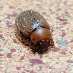 Melolonthinae (subfamily) at Lyneham, ACT - 14 Dec 2021 09:52 AM