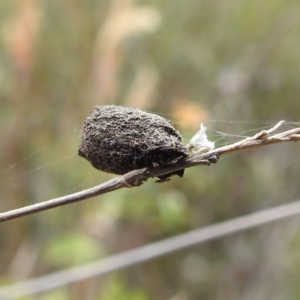 Cryptocephalinae (sub-family) at Stromlo, ACT - 13 Dec 2021