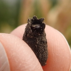 Cryptocephalinae (sub-family) at Stromlo, ACT - 13 Dec 2021