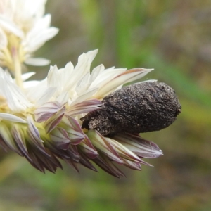 Cryptocephalinae (sub-family) at Stromlo, ACT - 13 Dec 2021