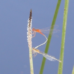 Xanthagrion erythroneurum (Red & Blue Damsel) at Lions Youth Haven - Westwood Farm A.C.T. - 13 Dec 2021 by HelenCross