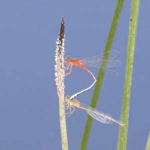 Xanthagrion erythroneurum at Stromlo, ACT - 13 Dec 2021